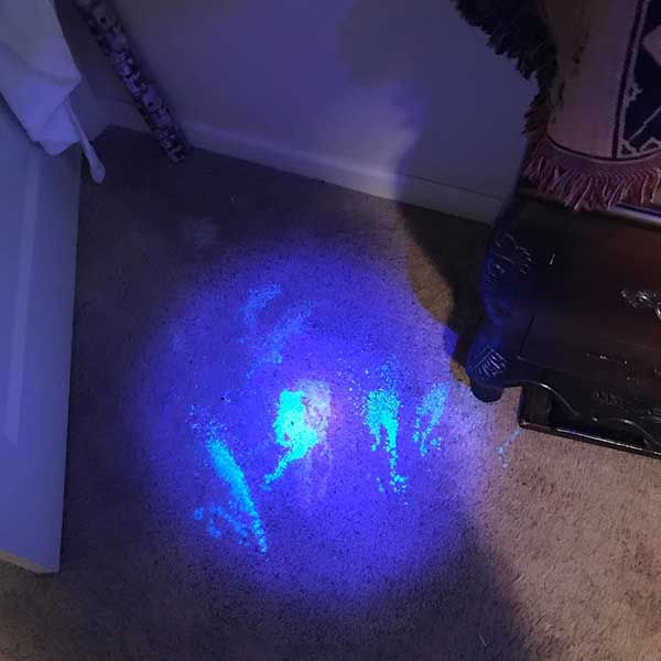 Carpet Stain and Odor Removal
